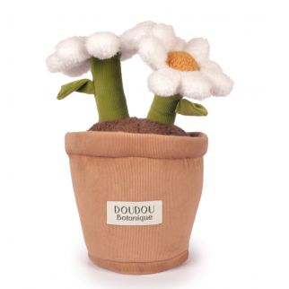 Botanik - Magurit, 25 cm